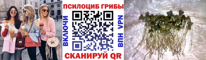 где найти наркотики  Липецк  OMG ссылки  Галлюциногенные грибы MAGIC MUSHROOMS 